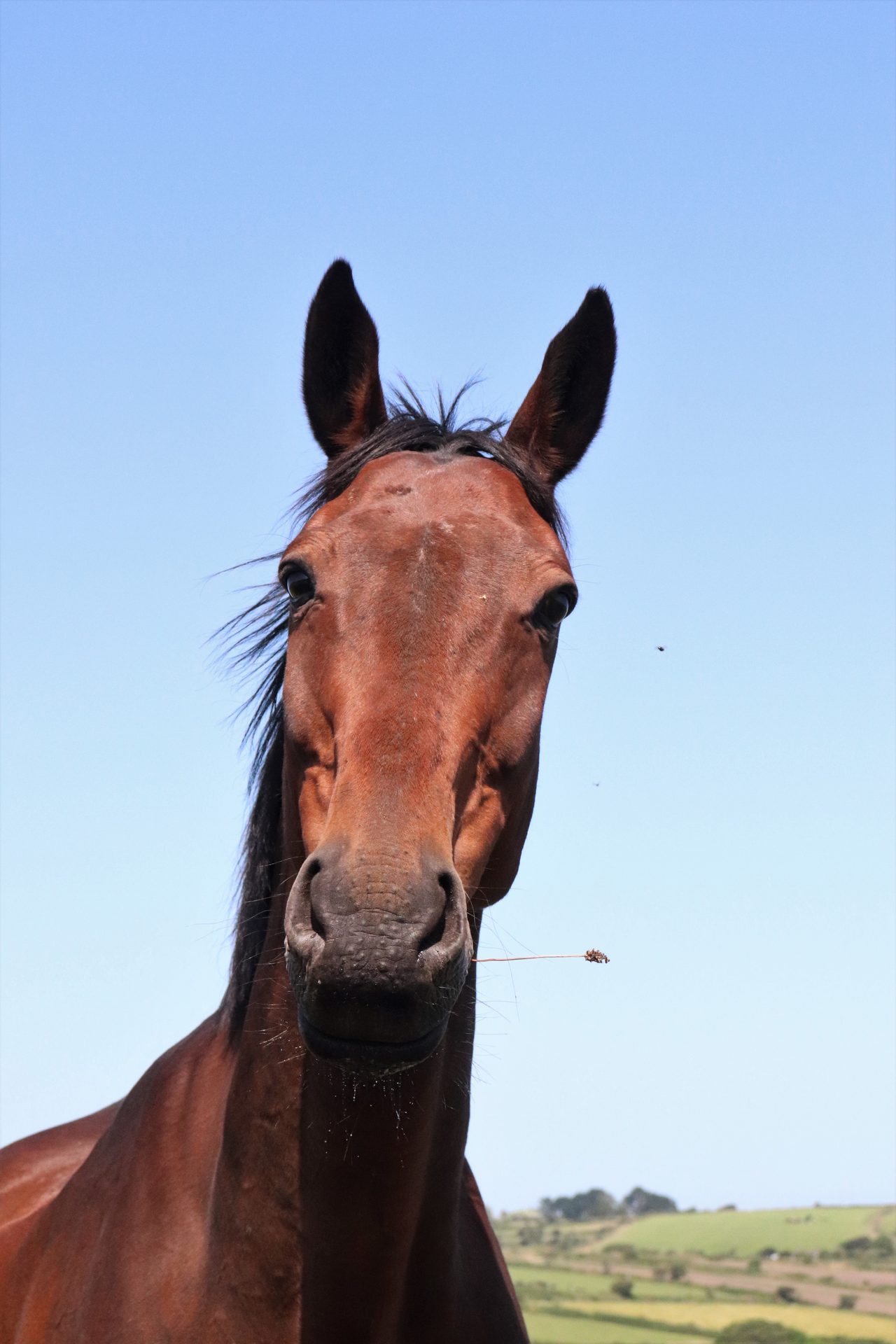 A racehorse galloping through a field