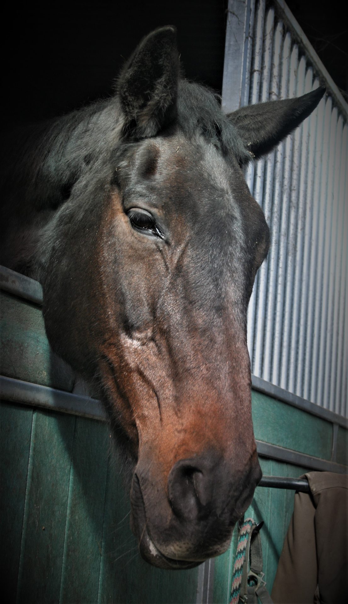 A thoroughbred looking out over a stable door