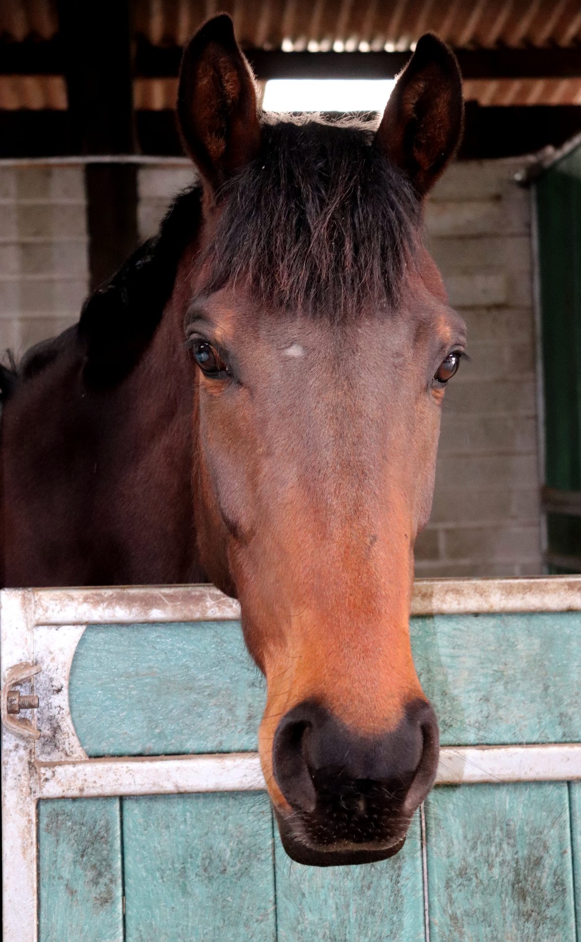A thoroughbred at the yard