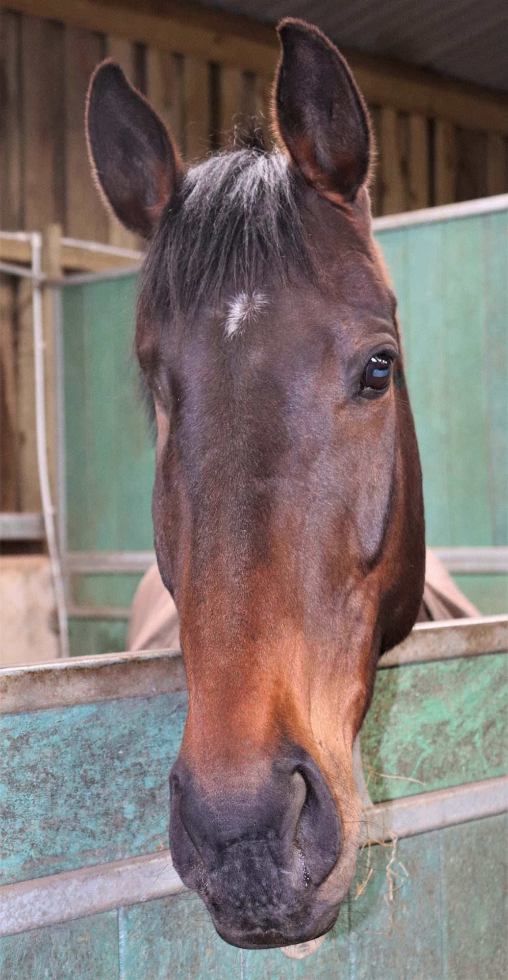 A bay thoroughbred turned out in a paddock
