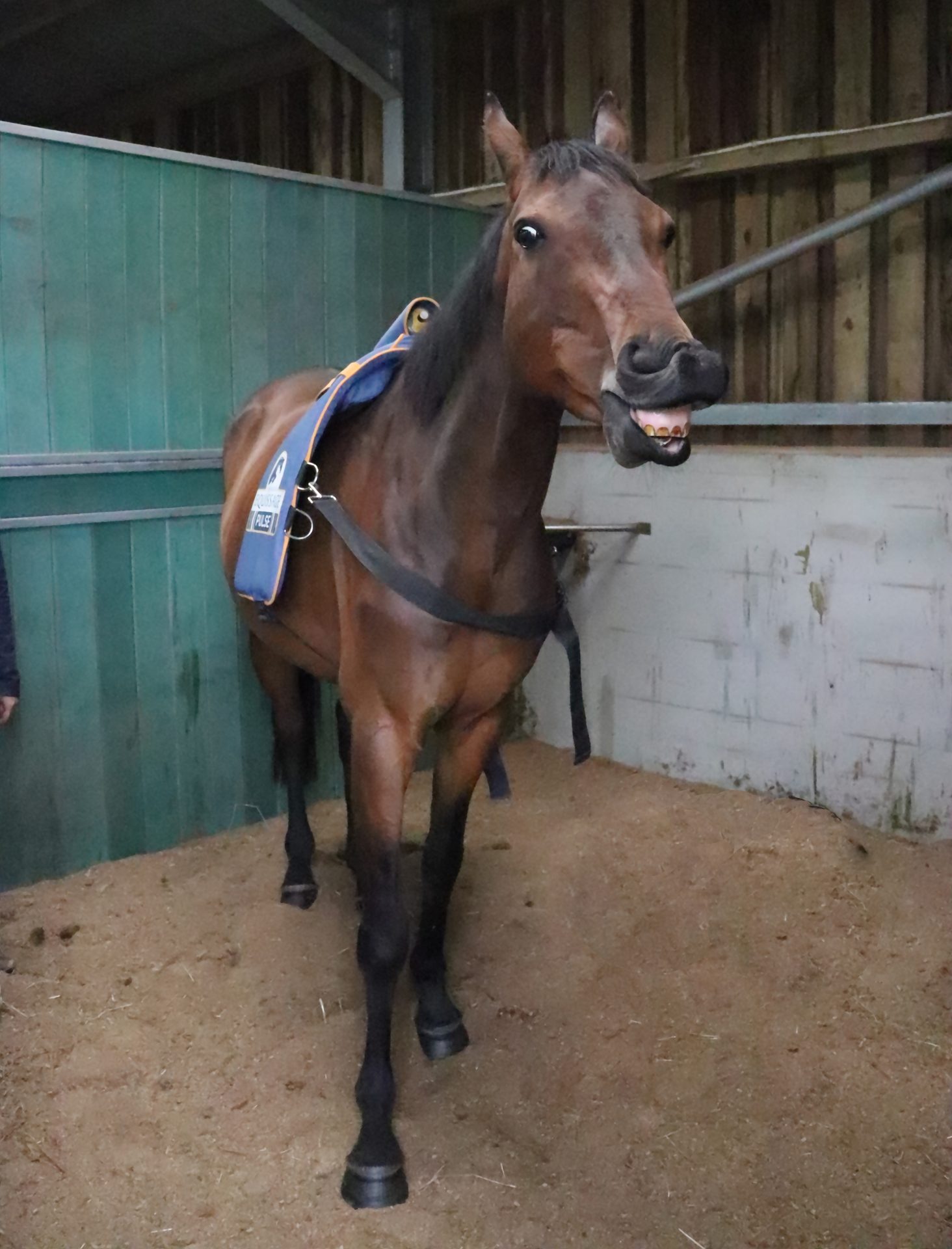 A horse receiving Equissage massage therapy